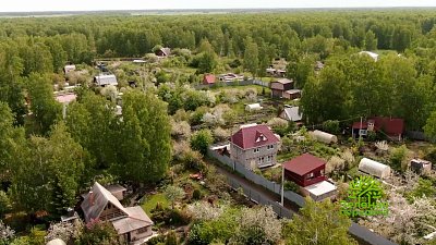 Почему абрикосы не цветут, не плодоносят и даже погибают — в «Зеленой передаче»