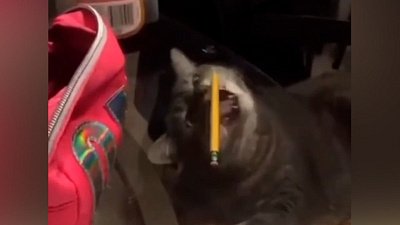 Мех и смех: ленивый водопой, недостижимый карандаш и обеденный стол