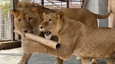 В Челябинском зоопарке питомцам преподнесли в подарок игрушки