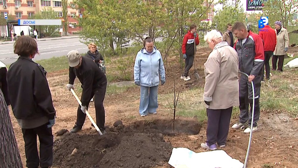 В Северной части Миасса украли липы