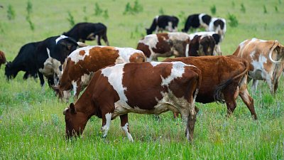 В Челябинской области 13 семейных ферм получат гранты на развитие