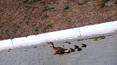 В Челябинске утка с утятами разгуливала по улицам города