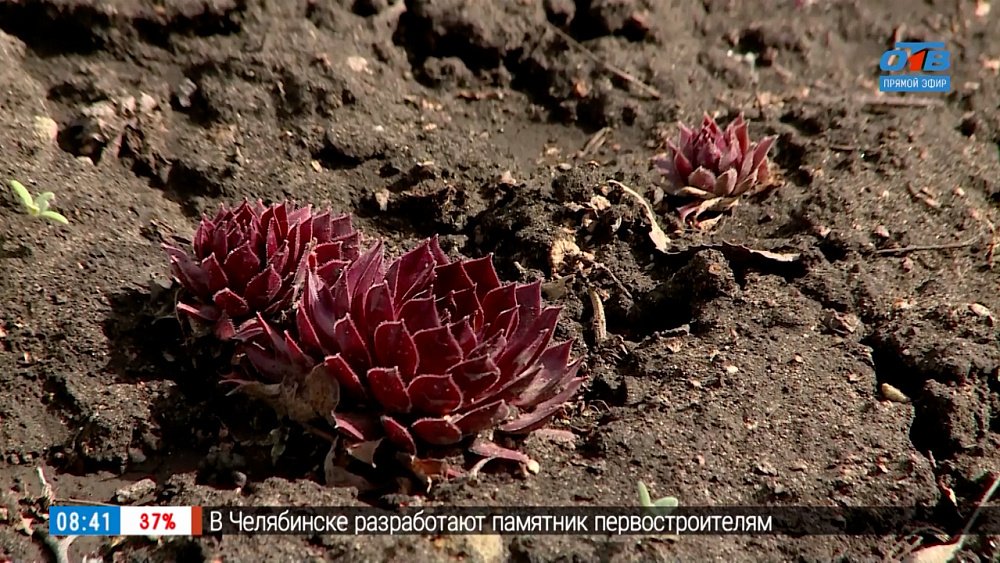 Модное молодило в южноуральских садах в рубрике «Руки садовода»