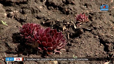 Модное молодило в южноуральских садах в рубрике «Руки садовода»