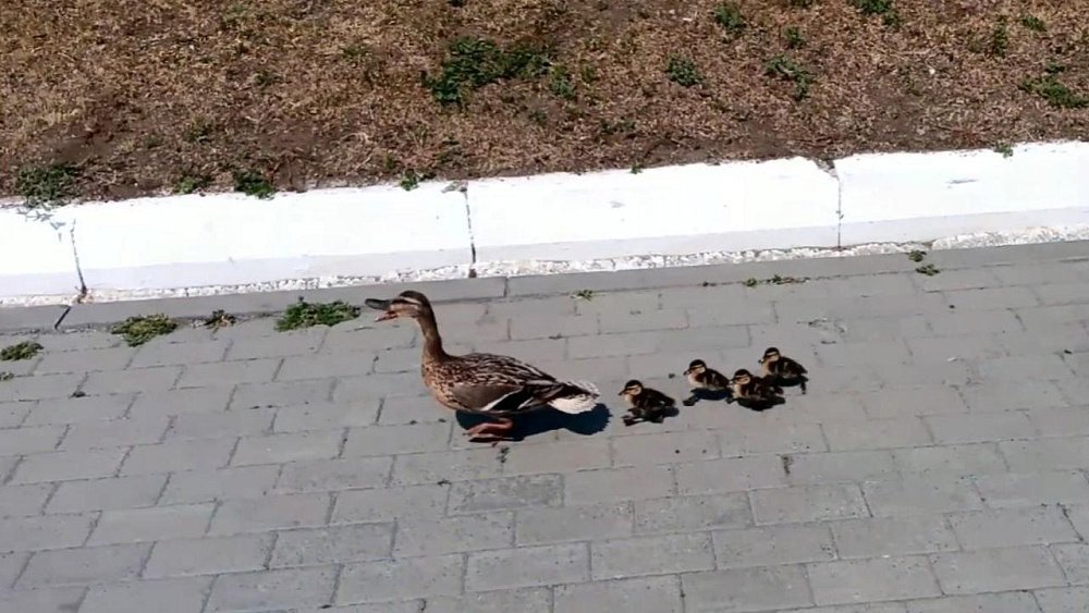 В Челябинске многодетной дикой утке помогли добраться до водоема