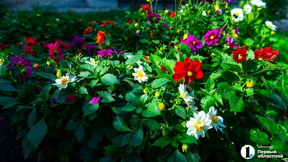 Эта подкормка гарантирует растениям бурный цвет