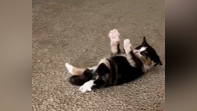 Мех и смех: странный звук, глазастый стул и страх