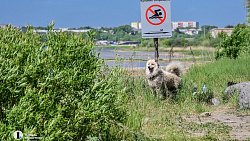 Челябинцам грозит штраф за купание в запрещенном месте
