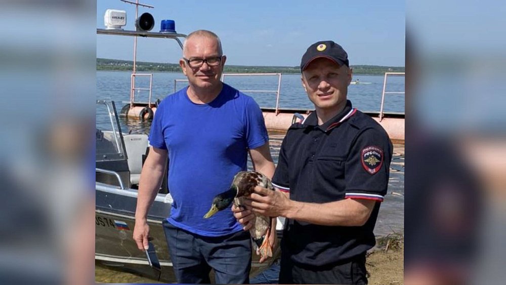 В Челябинске полицейские помогли спасти селезня, который едва не стал жертвой браконьеров