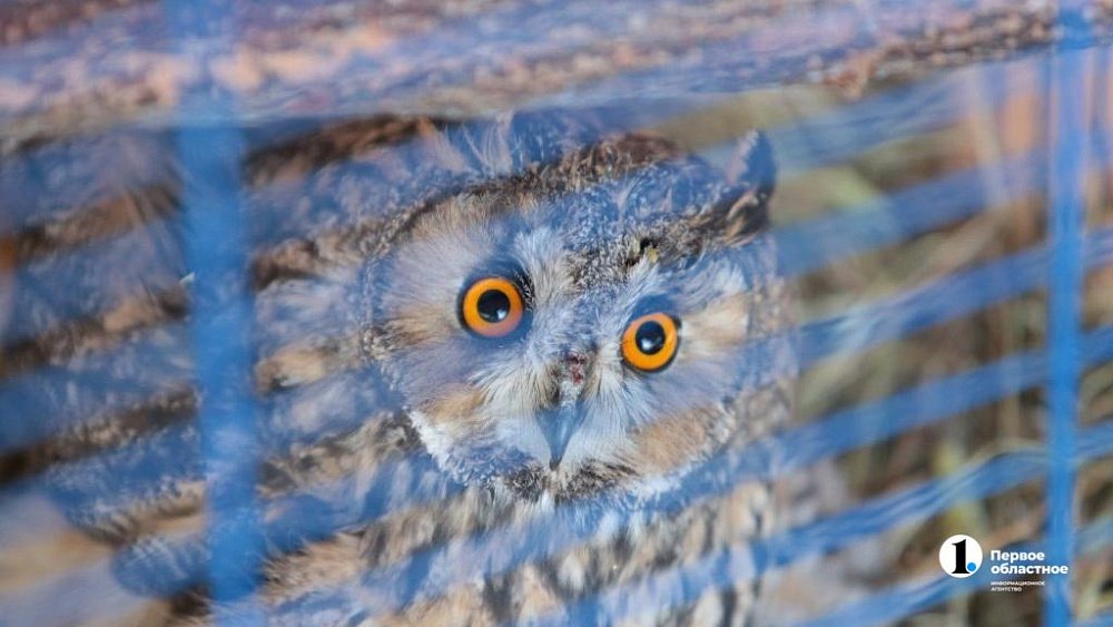 Минюст РФ внес Greenpeace в перечень нежелательных организаций