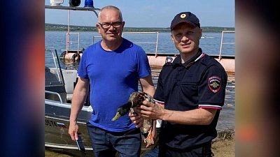 В Челябинске селезень попал в сети на Шершневском водохранилище