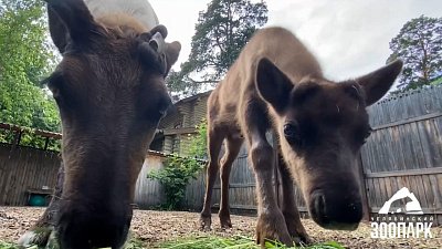 В Челябинском зоопарке подрастают северные оленята