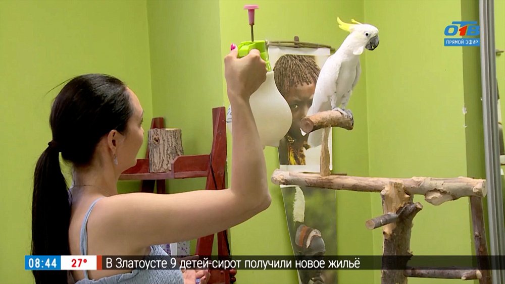 Уход за попугаем в сюжете «День попугая»