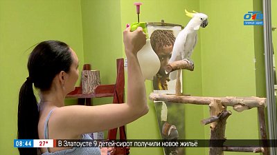 Уход за попугаем в сюжете «День попугая»