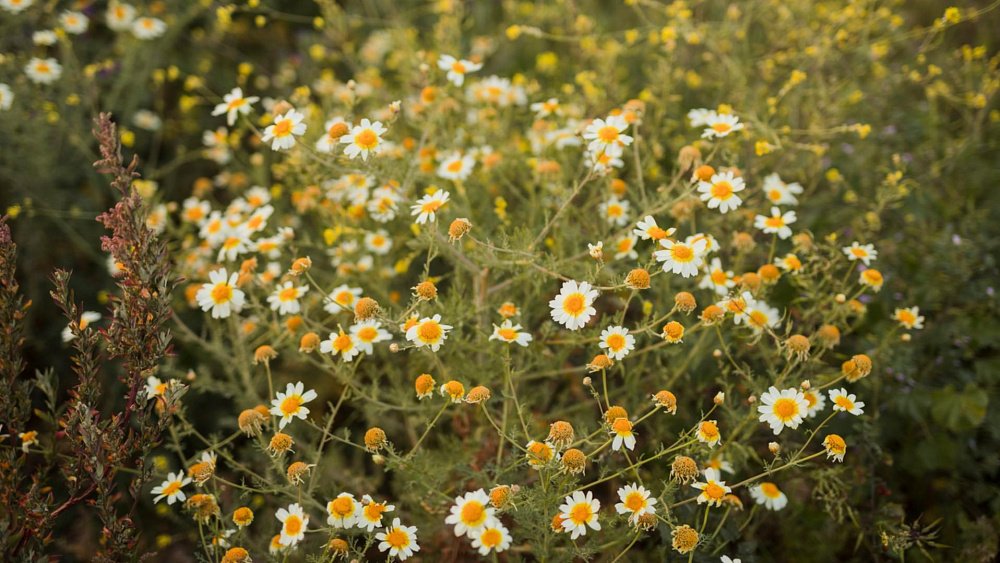 Ромашковый лосьон успокоит кожу после загара