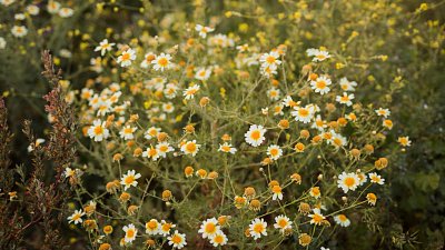 Ромашковый лосьон успокоит кожу после загара