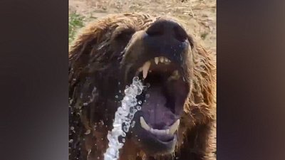 Мех и смех: водные процедуры, интроверт и ловушка