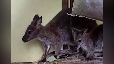 В Озерске выбирают имя для кенгуренка из Детского эколого-биологического центра