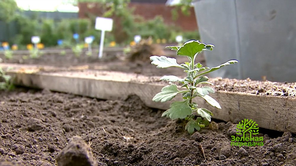 Какие сорта яблони выбрать, чтобы собирать обильные урожаи