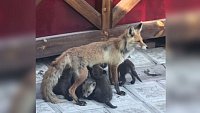 В одном из садоводческих товариществ Златоуста поселилась лиса с детенышами 