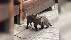 В одном из садоводческих товариществ Златоуста поселилась лиса с детенышами 