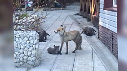 В одном из садоводческих товариществ Златоуста поселилась лиса с детенышами 