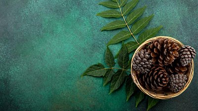 Как приготовить полезное варенье из сосновых шишек