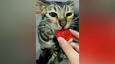 Мех и смех: любитель клубники, музыкант и неудачный прыжок