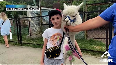 Как отметили 1 июня в челябинском зоопарке?