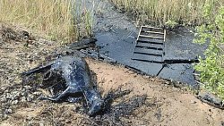 Жительница Челябинской области погрузилась в болото, спасая козу