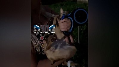 В Челябинске женщина выбросила собаку из окна