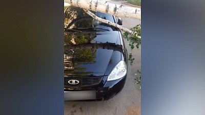 В Магнитогорске дерево рухнуло на автомобиль