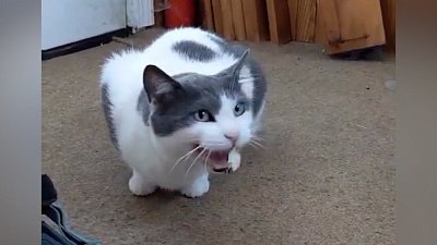 Мех и смех: быстрый бег, ссора на кошачьем языке и неудачная охота