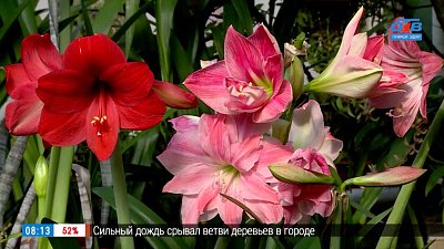 Гиппеаструм — величественный и яркий цветок на вашем подоконнике в рубрике «Руки садовода»