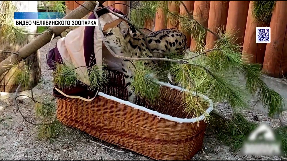 В Челябинском зоопарке в вольер сервалу поставили люльку