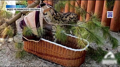 В Челябинском зоопарке в вольер сервалу поставили люльку