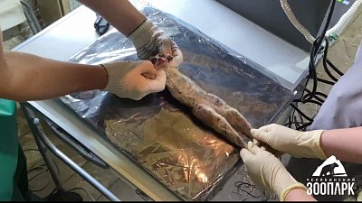 В Челябинском зоопарке показали работу ветеринаров