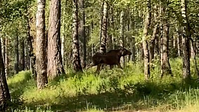 В Миассе заметили лося недалеко от города
