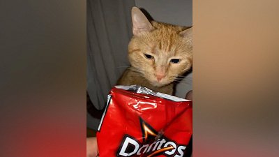 Мех и смех: опасный хомяк, вкусные чипсы и помощник