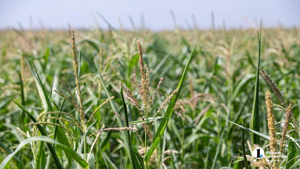 Ивана — Медвяные росы отмечают по народному календарю 7 июня