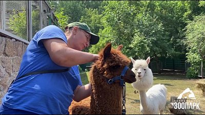 В Челябинском зоопарке самки альпака переехали в свой вольер