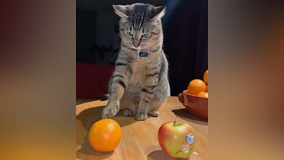 Мех и смех: угонщик, котоофис и умная кошка