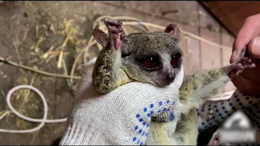 В Челябинском зоопарке обследовали животных