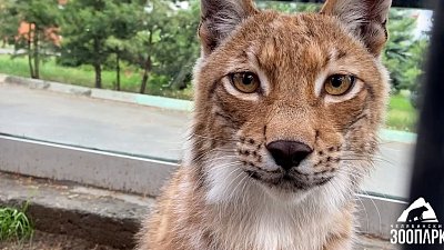 Из Челябинского зоопарка уехала молодая рысь Аврора