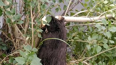 Пухлый бобер в Челябинске попал на видео