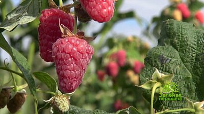 На что обратить внимание, если вы решили посадить черешню в своем саду