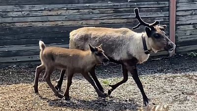 В Челябинском зоопарке воссоеденилось семейство северных оленей