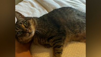 Мех и смех: неудачная попытка, странные отношения и воришка