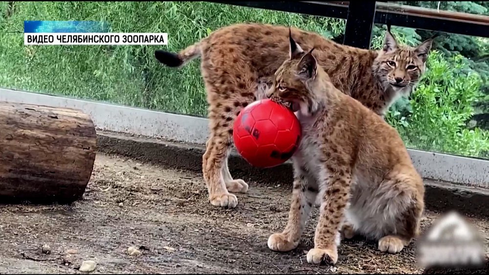 Рысь Аврора уехала из Челябинского зоопарка