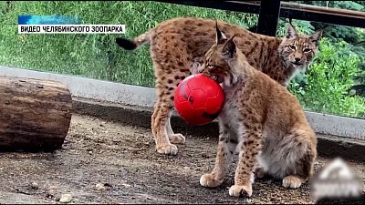 Рысь Аврора уехала из Челябинского зоопарка